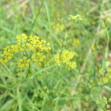 ミシマサイコの育て方！日本に自生する薬草の栽培ポイントを紹介