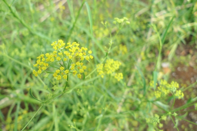ミシマサイコの育て方！日本に自生する薬草の栽培ポイントを紹介