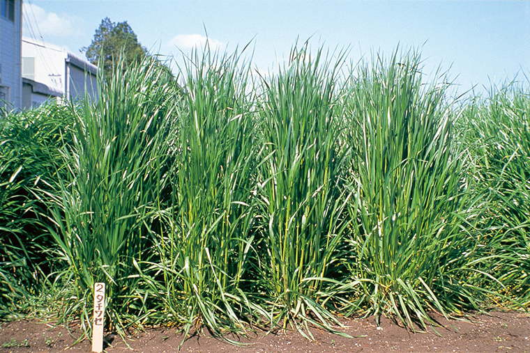 イタリアンライグラスとは？牧草としての用途やネズミムギとの関係を紹介！のイメージ