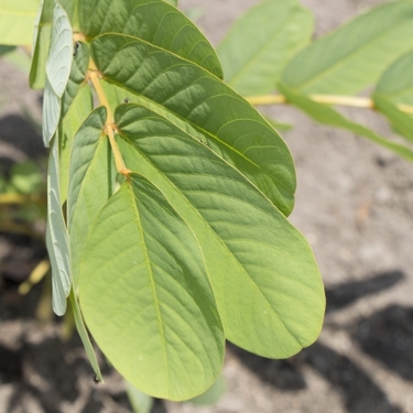 キャンドルブッシュとは？植物としての特徴や摂取時の効果や注意点を解説！