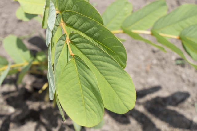キャンドルブッシュとは?植物としての特徴や摂取時の効果や注意点を解説!