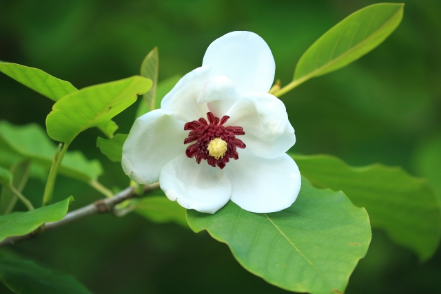 オオヤマレンゲ（大山蓮華）とは？白い花の特徴や庭木としての育て方を紹介！