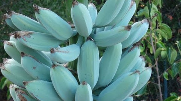アイスクリームブルーバナナとは?アイスの味がする?植物の特徴や育て方!