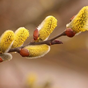 ネコヤナギ（猫柳）とは？名前の由来などの特徴・見分け方や育て方を紹介！