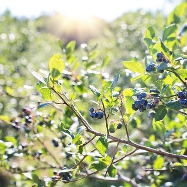 シャシャンボとは？庭木としての特徴や上手な育て方・栽培管理方法を紹介！