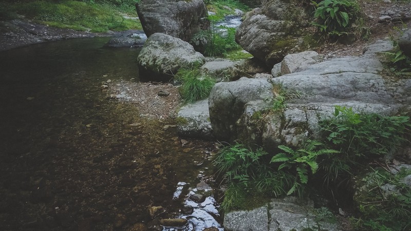 ジャケツイバラ(蛇結茨)とは?花・葉・実の特徴や見分け方をご紹介!