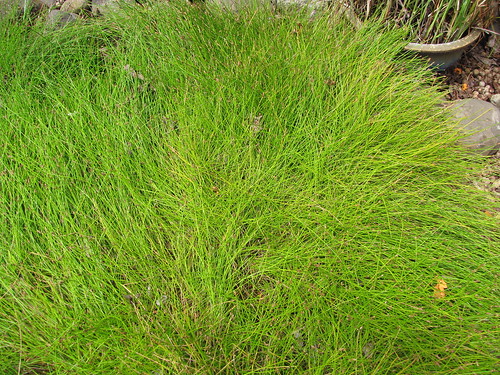 クログワイとは？難防除な水田雑草の特徴や効果的な駆除方法をご紹介！