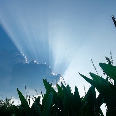 ケイピンエースとは？葛（クズ）を枯らす除草剤としての効果や使い方を紹介！