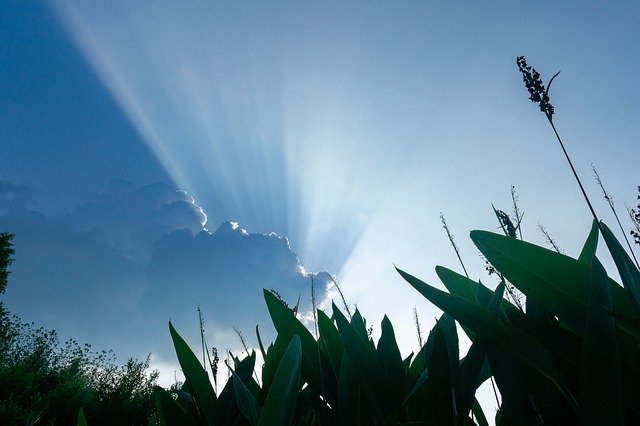 ケイピンエースとは?葛(クズ)を枯らす除草剤としての効果や使い方を紹介!のイメージ