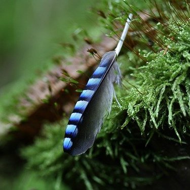 コウヤノマンネングサとは？苔のとしての特徴や育て方・管理方法をご紹介！