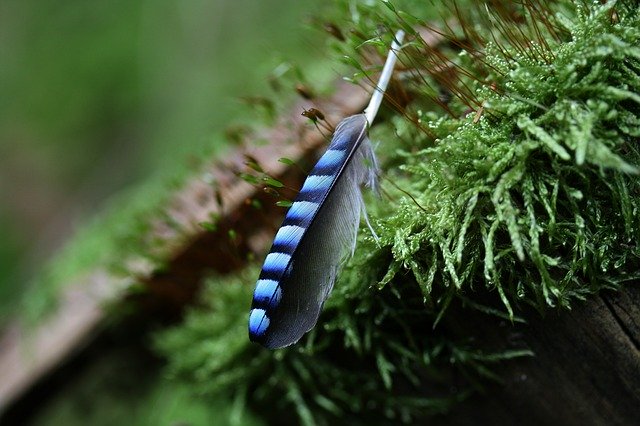 コウヤノマンネングサとは?苔のとしての特徴や育て方・管理方法をご紹介!のイメージ