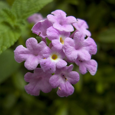 コバノランタナの育て方！剪定時期・方法など上手に花を咲かすコツを紹介