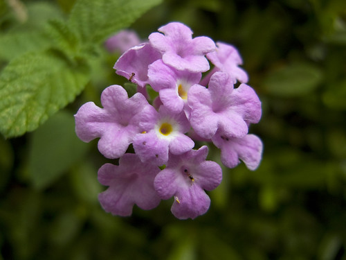 コバノランタナの育て方!剪定時期・方法など上手に花を咲かすコツを紹介
