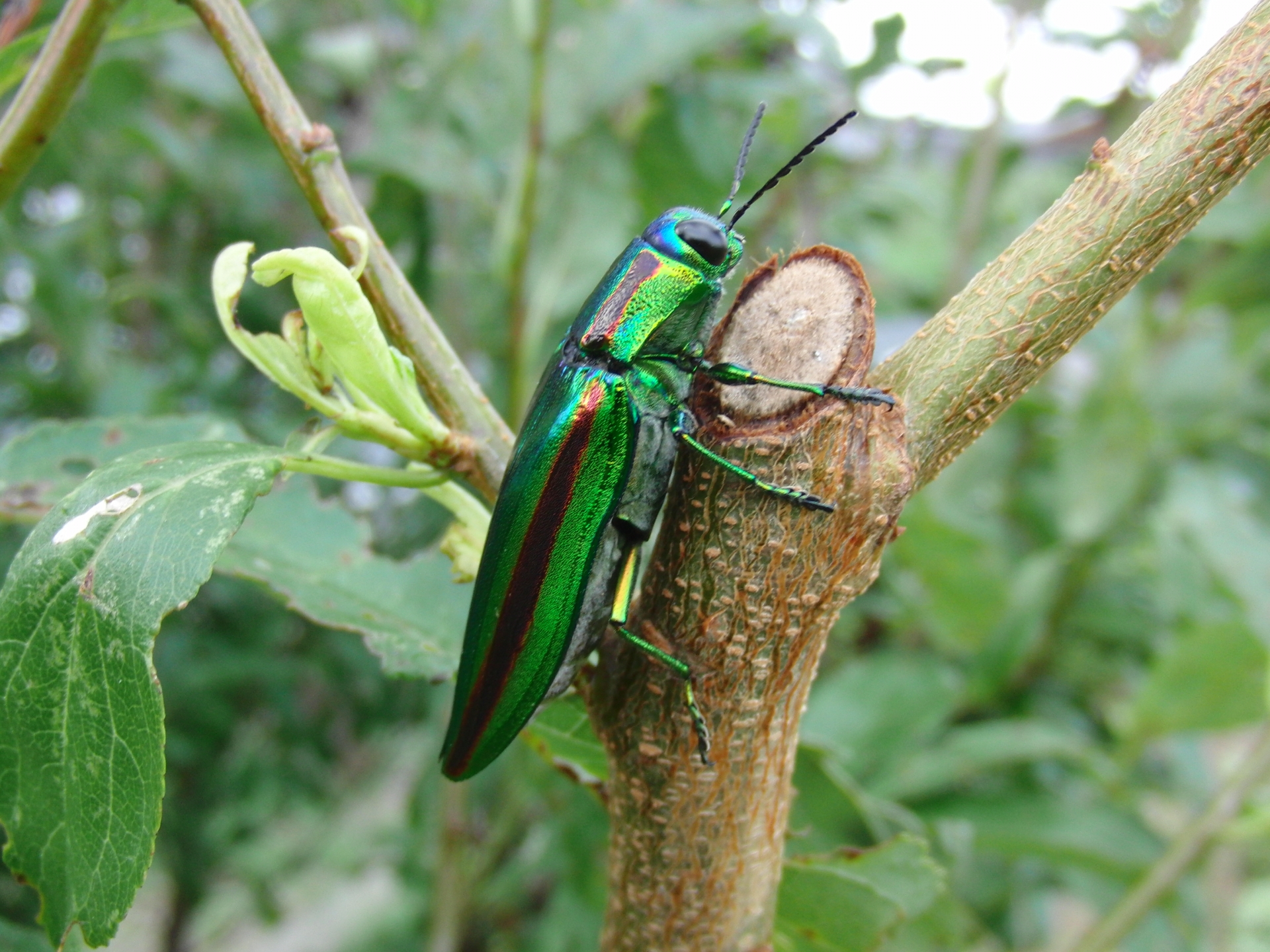 タマムシ(玉虫)の特徴や生息地をご紹介!珍しい虫?人や作物に害はない?