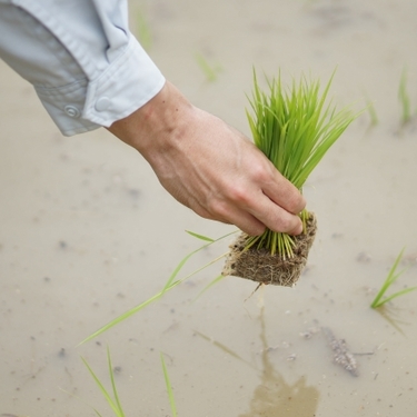 田植えのときはどんな服装？田植え体験で必要な持ち物についてご紹介！