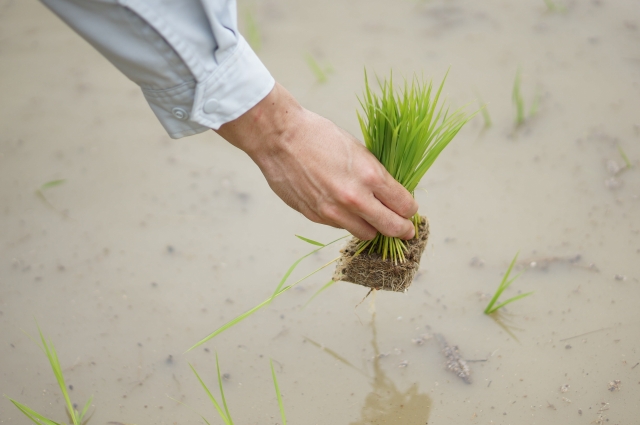 田植えのときはどんな服装?田植え体験で必要な持ち物についてご紹介!