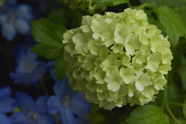 ビバーナム・スノーボールとは?白い花の特徴・花言葉や育て方をご紹介!