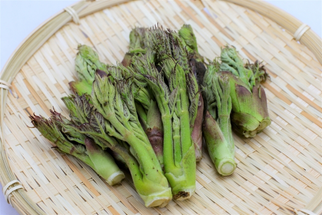 山菜「たらの芽」の見分け方と採取方法!採取するにあたっての注意点も解説!のイメージ