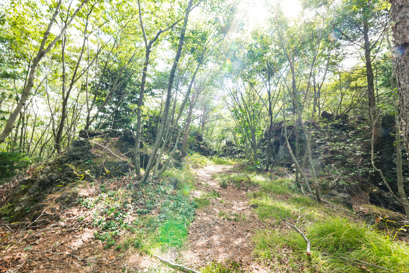 山菜「コシアブラ」の見分け方と採取方法!採取するにあたっての注意点も解説!