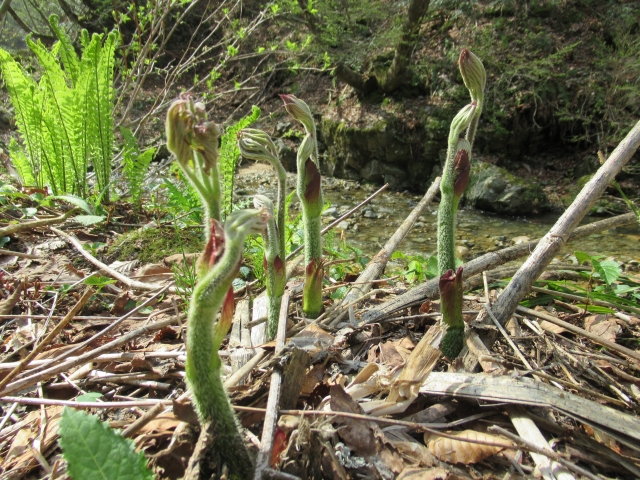 山菜「ウド」の見分け方と採取方法！採取するにあたっての注意点も解説