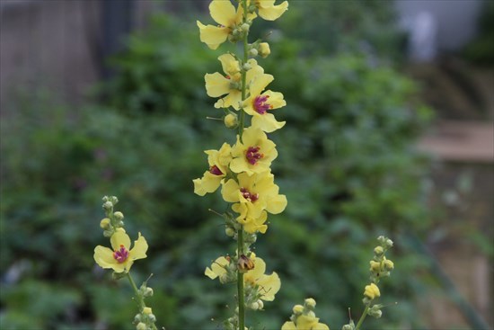 バーバスカムの特徴と育て方!枯らさずきれいに花を咲かせるコツをご紹介!