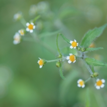 ハキダメギク（掃溜菊）とは？気になる名前の由来や特徴・見分け方を解説！