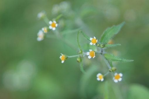 ハキダメギク（掃溜菊）とは？気になる名前の由来や特徴・見分け方を解説！