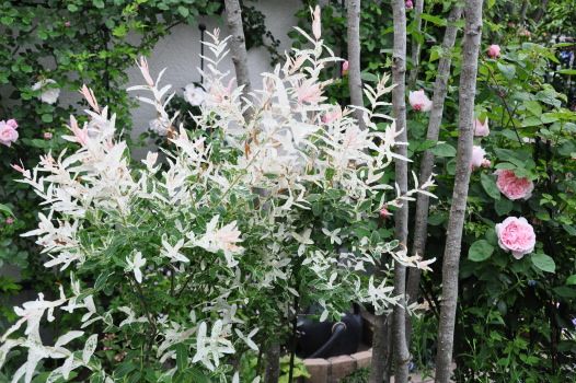 ハクロニシキ(白露錦)とは?特徴や剪定方法・挿し木などの育て方を紹介!