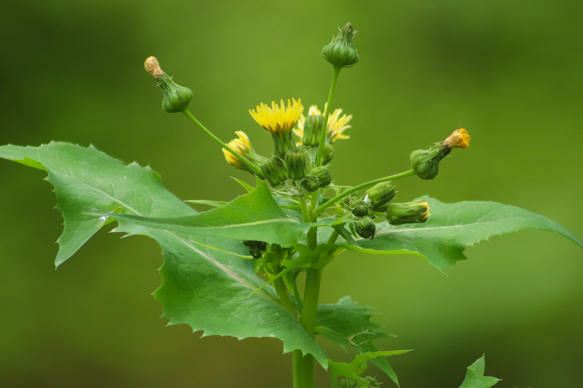 ハルノノゲシとは?花や葉の特徴や見分け方をご紹介!ノゲシとの違いは?
