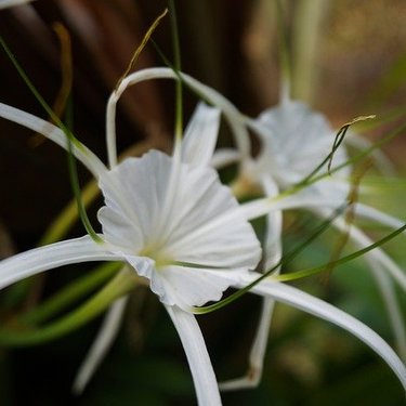 ヒメノカリスってどんな植物？特徴や鉢植えでの上手な育て方をご紹介！