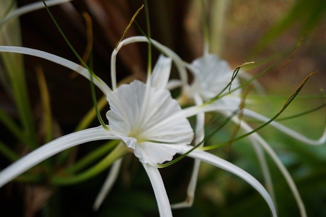 ヒメノカリスってどんな植物?特徴や鉢植えでの上手な育て方をご紹介!