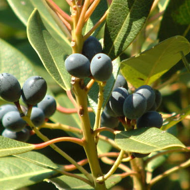 ヒメユズリハとは？樹木としての特徴や病害虫対策など管理方法をご紹介！