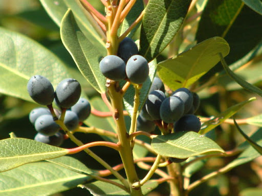 ヒメユズリハとは?樹木としての特徴や病害虫対策など管理方法をご紹介!のイメージ