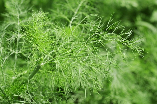 フェンネルの効能とは?驚くべき9つの効果をご紹介!おすすめの摂取方法も