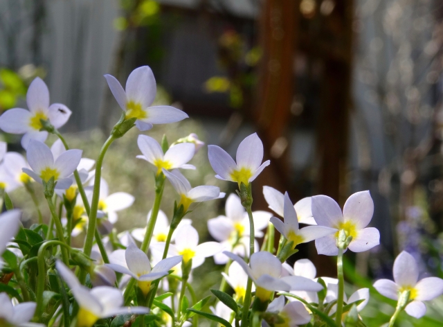 ヒナソウの育て方!剪定や植え替えなど管理のポイントを徹底解説
