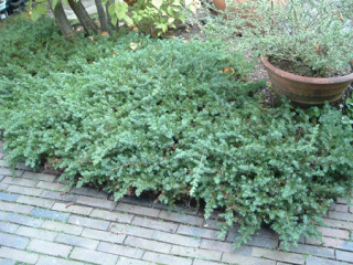 ブルーパシフィックの剪定方法!時期や手入れの仕方、増やし方を紹介