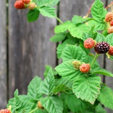 ボイセンベリーの育て方！苗の植え付け時期や剪定・仕立て方を紹介！