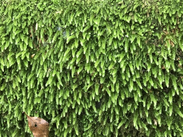 ホウオウゴケとは?上手な植え方・活着方法や水中での栽培の仕方を紹介