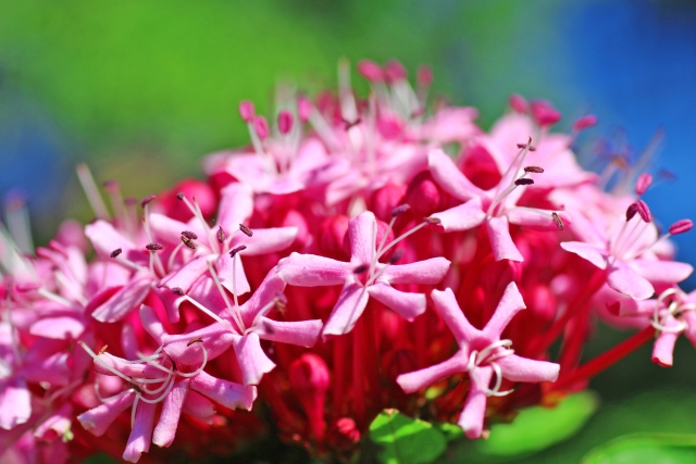 ボタンクサギとは？「臭木」という名前の由来や花言葉、育て方を紹介！