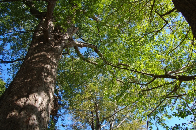 ムクノキ（椋木）とは？葉の特徴や用途、エノキ（榎）との違いを紹介！