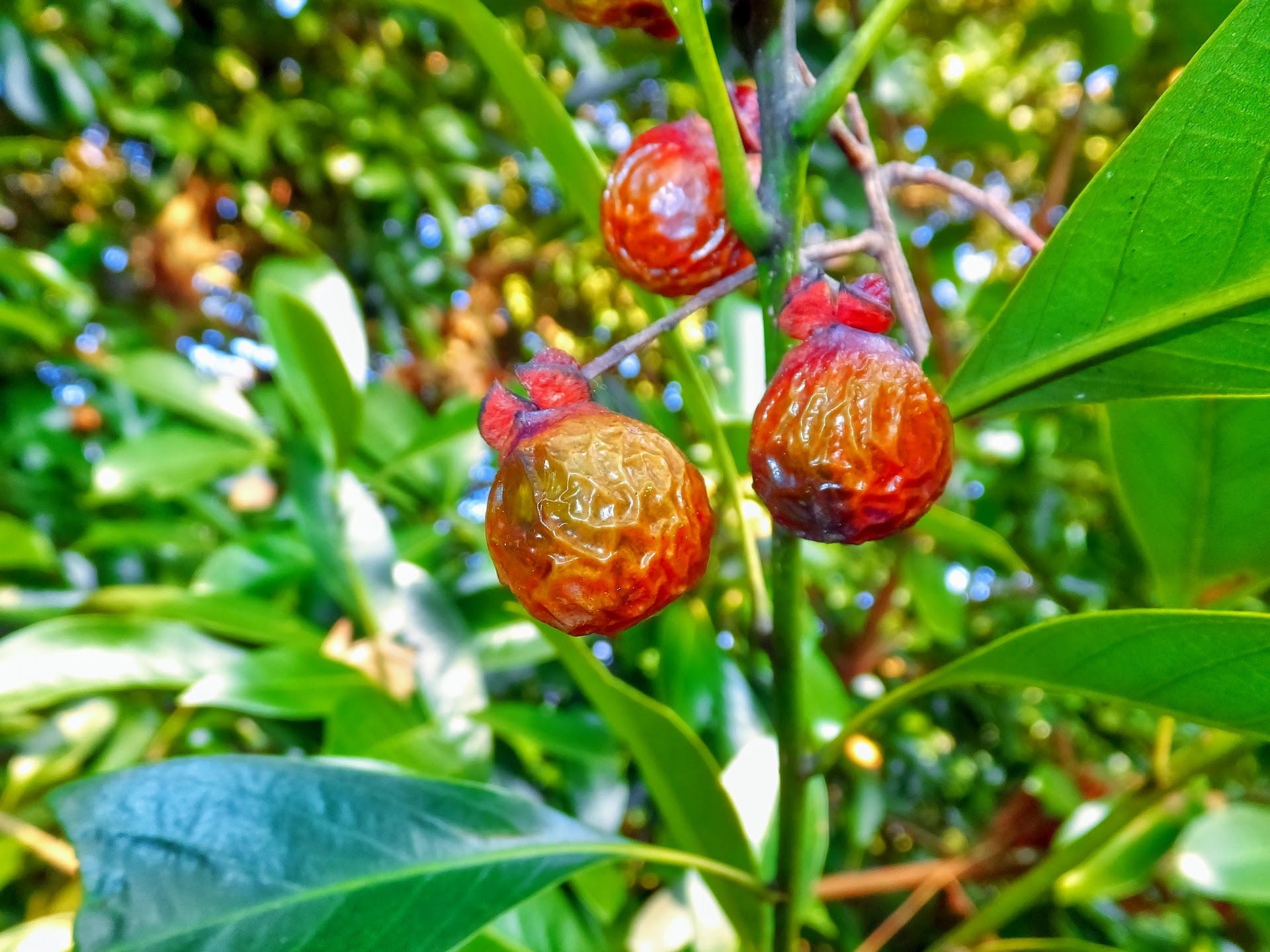 ムクロジ(無患子)とは?羽根つきに使われる実の特徴や用途を紹介!