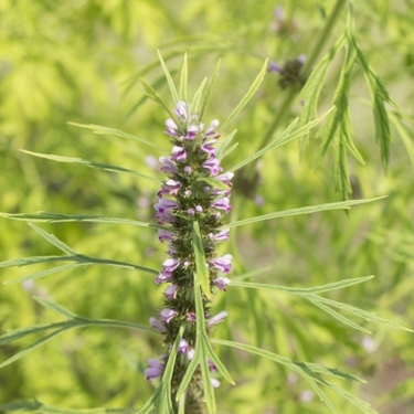 メハジキ（目弾き）とは？名前の由来・花言葉などの特徴や効能を紹介！