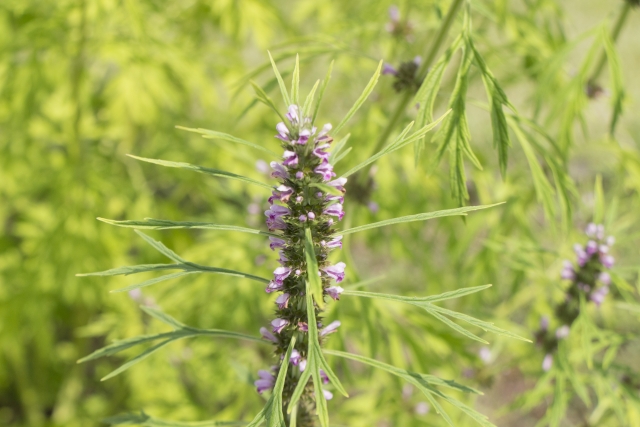 メハジキ（目弾き）とは？名前の由来・花言葉などの特徴や効能を紹介！
