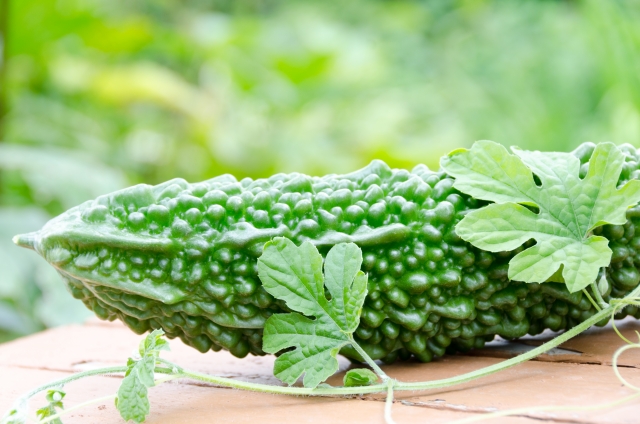 【完全版】ゴーヤの育て方・栽培方法!絶対に失敗しないためのコツを解説