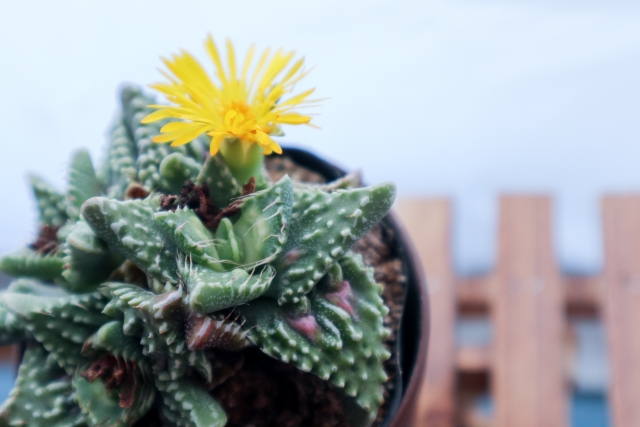 【多肉植物】フォーカリアの育て方！植え替え時期や増やし方を紹介