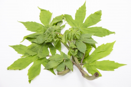 モミジガサとは?似た植物との見分け方やおすすめの食べ方をご紹介!
