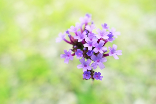 ヤナギハナガサとは?開花時期や花言葉、アレチハナガサとの違いを紹介