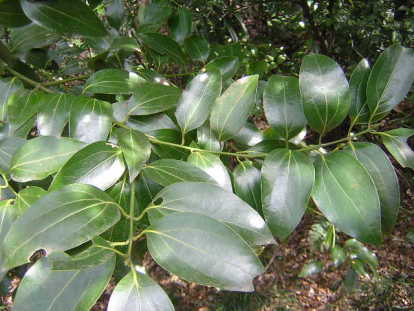 ヤブニッケイ（藪肉桂）とは？樹木の特徴や用途、ニッケイとの違いを紹介