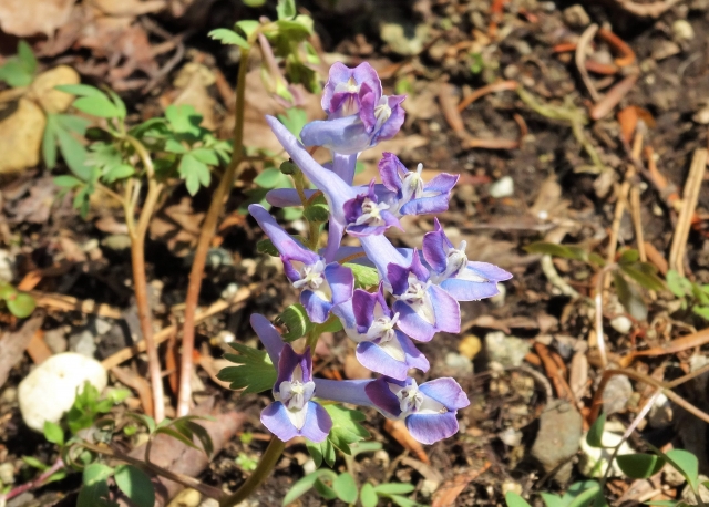 ヤマエンゴサクとは?名前の由来や特徴、エゾエンゴサクとの違いを紹介