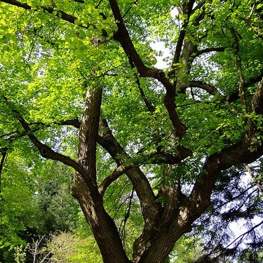 【受験のお守り】ヤマコウバシとは？開花時期や育て方を紹介！